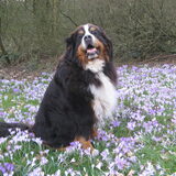 Cooper