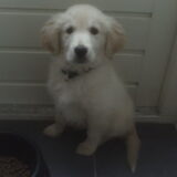 Foto van benji