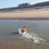 Foto van Melisa & Mylo