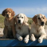 Foto van Golden Girls