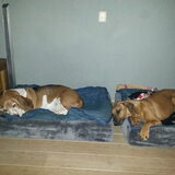 Foto van Arianne, Banjo en Binti  *Babbe en Bibi*