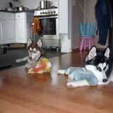 Foto van Martine, Bailey en Jaika