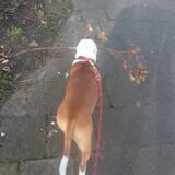 hummer met een tak die hij heel de wandeling vast gehouden heeft