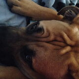 Foto van Carol, Odie, Aigo en Epke (Cobus RIP 27-6)