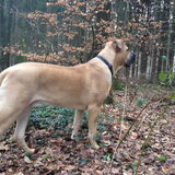 Foto van Carol, Odie, Aigo en Epke (Cobus RIP 27-6)