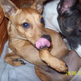 dit is chibo dwerg doberman