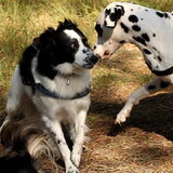 Ieks! Enge dalmatier!