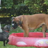Foto van Ziva †, Bullie †, en Bandhu