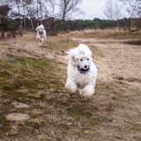 Op de heide, lekker rennen!