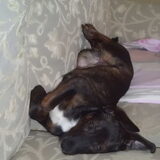 Joy, 15,5 weken oud