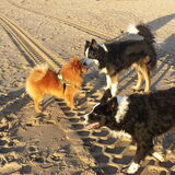 Foto van Melisa & Mylo