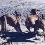 Foto van linneke