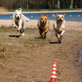 Foto van Golden Girls