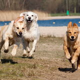 Foto van Golden Girls