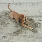 Scheveningen strand