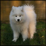 Kleine Mochi (13 weken) in de tuin~