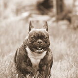 Foto van Ziva †, Bullie †, en Bandhu