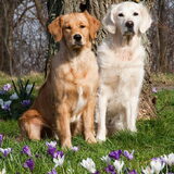 Foto van Golden Girls
