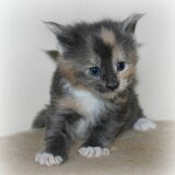 Mystic 4 weekjes