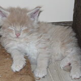 Alpha Wolf 4 weekjes