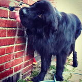 Foto van Anouk & Balou<3