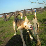 puppystreken