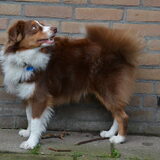 Kwispel +- 7 maand