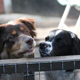 Samen