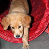 puppybehendigheid november 2013