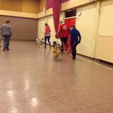 Ringtraining Diva 1x