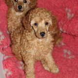 Flynn en zijn zusje 6,5 weekjes oud