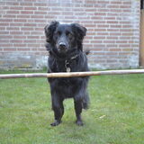 Foto van * Baasje Buddie met Anne*