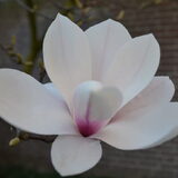 Foto van * Baasje Buddie met Anne*
