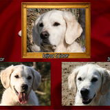 Foto van Golden Girls