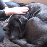 Honden zijn energetisch zo rijk! Het is dan ook bijzonder om Reiki te…