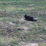 Er zit al een hele Border Collie in mij.....
