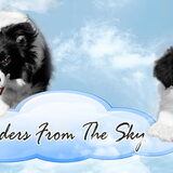 Foto van Shauni  *Sky~Jinx~Sansa~Hypno*