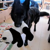 Spelen?