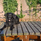 Foto van * Baasje Buddie met Anne*