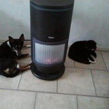lekker samen met de kat warm bij de kachel, ben tenslotte een…