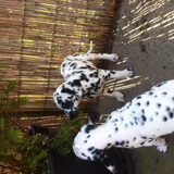 Wie t snelst eet van de boom!!