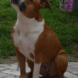 Foto van linneke