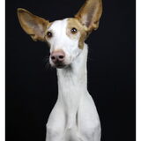 Dit is mijn Podenco Hayley. Ze is bij mij gekomen toen ze ongeveer 2…