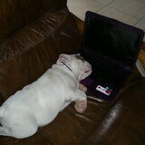 Onze Modjo was in slaap gevalle op de laptop! jaja, van al da chatten…