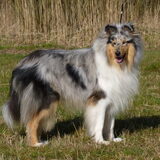 Foto van Lizzie en Sterre