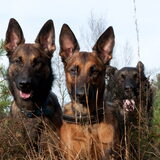 Foto van De Mecheltjes clan