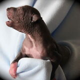 Foto van Peruaanse Naakthonden / Peludo's