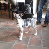Nina... Pearly Princes van Linda's Hoeve