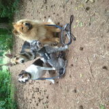 Foto van chantal Skye en Floki *Bailey *Devil en *Gizmo