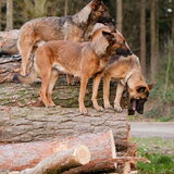 Foto van De Mecheltjes clan